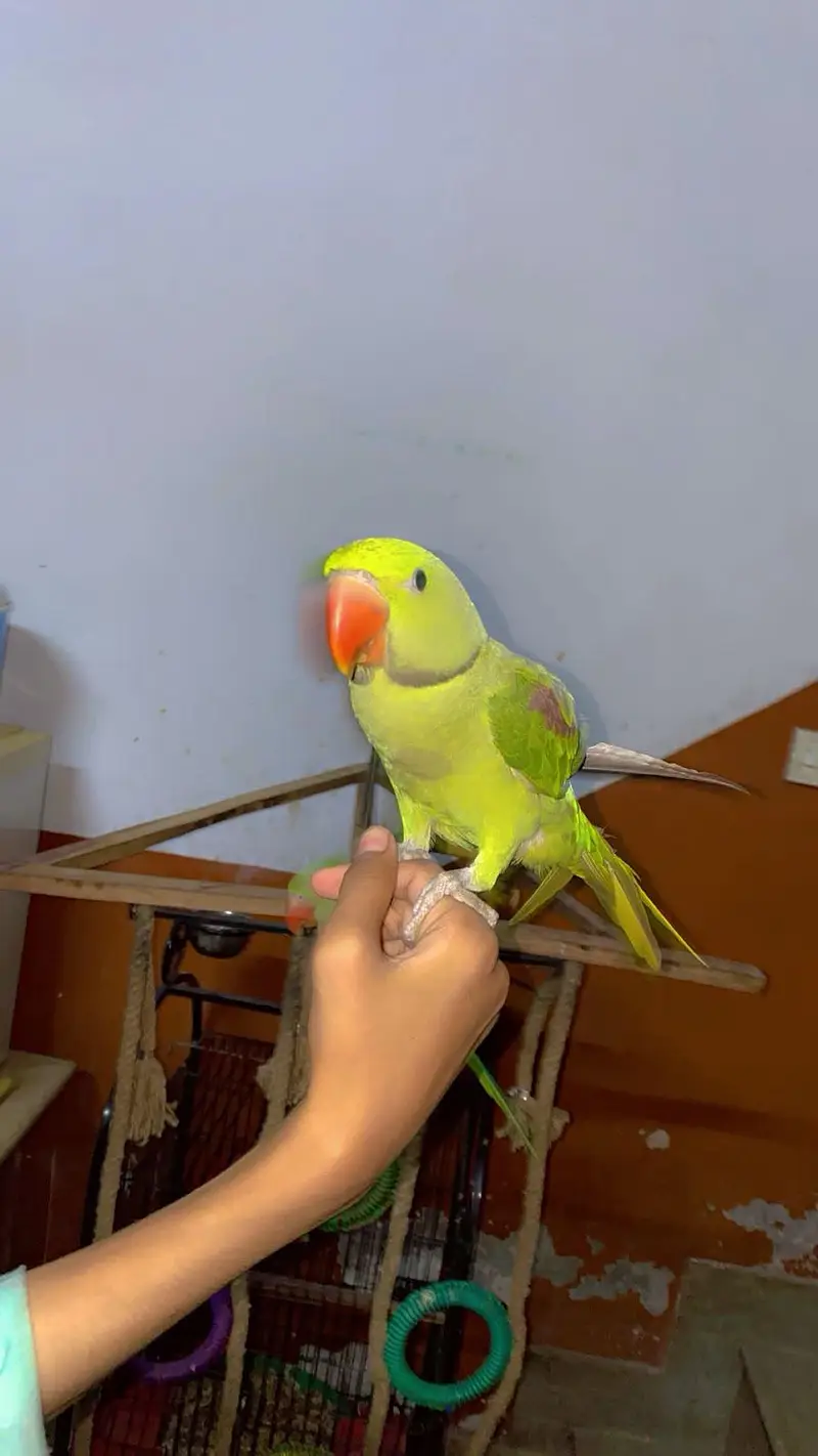 kashmiri raw parrot with cage & toys — photo 6