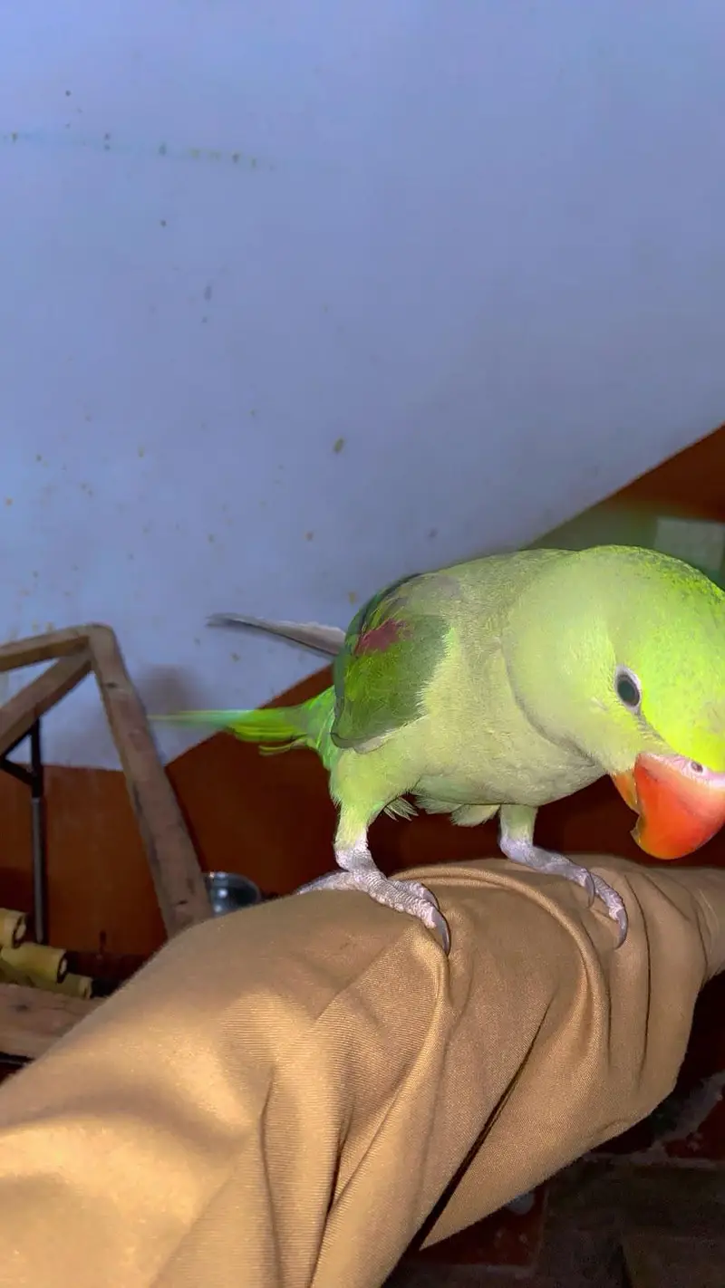 kashmiri raw parrot with cage & toys — photo 7