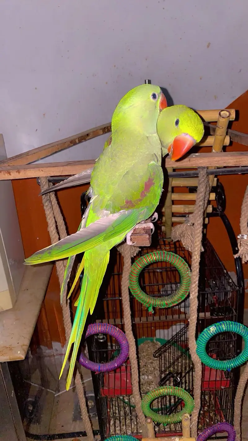 kashmiri raw parrot with cage & toys — photo 8