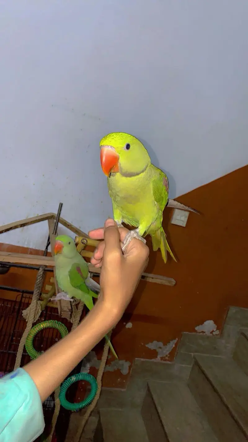 kashmiri raw parrot with cage & toys — photo 9