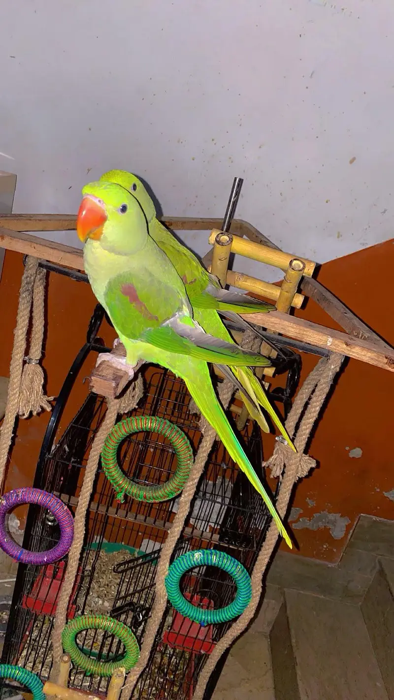kashmiri raw parrot with cage & toys — photo 10