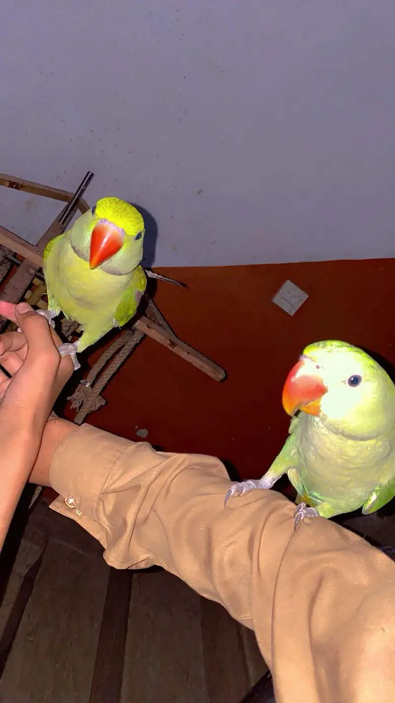 kashmiri raw parrot with cage & toys — photo 11