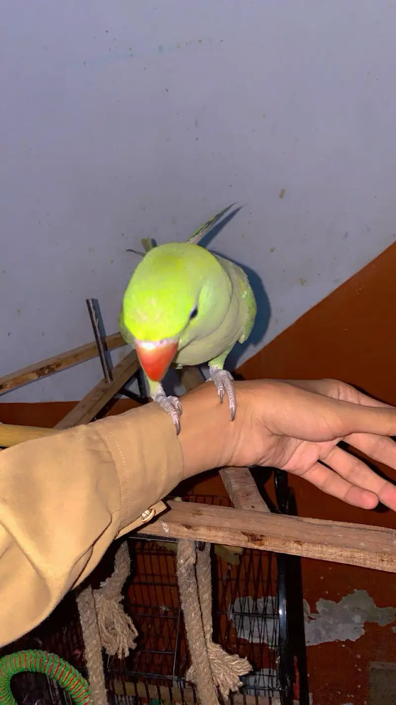 kashmiri raw parrot with cage & toys — photo 12