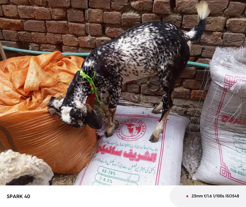 Qurbni 2027 — photo 6