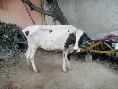 Cow | Gae | گائے |  fresian Cow | Cow for sale