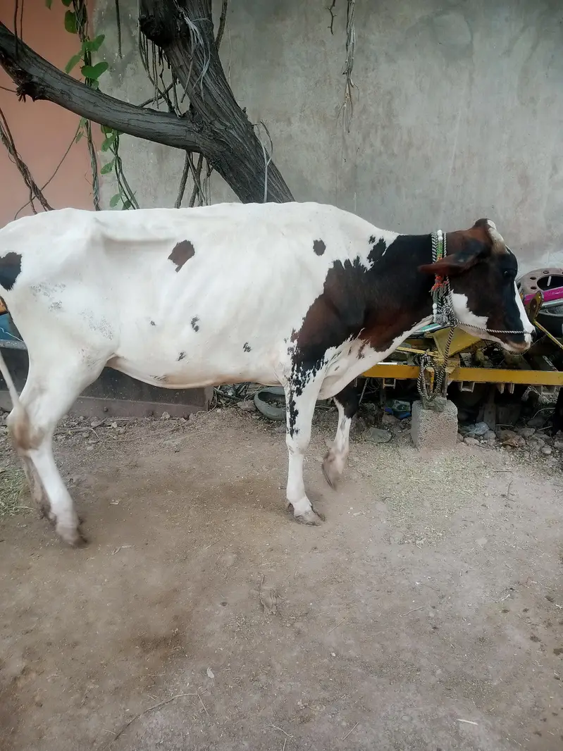 Cow | Gae | گائے |  fresian Cow | Cow for sale — photo 2