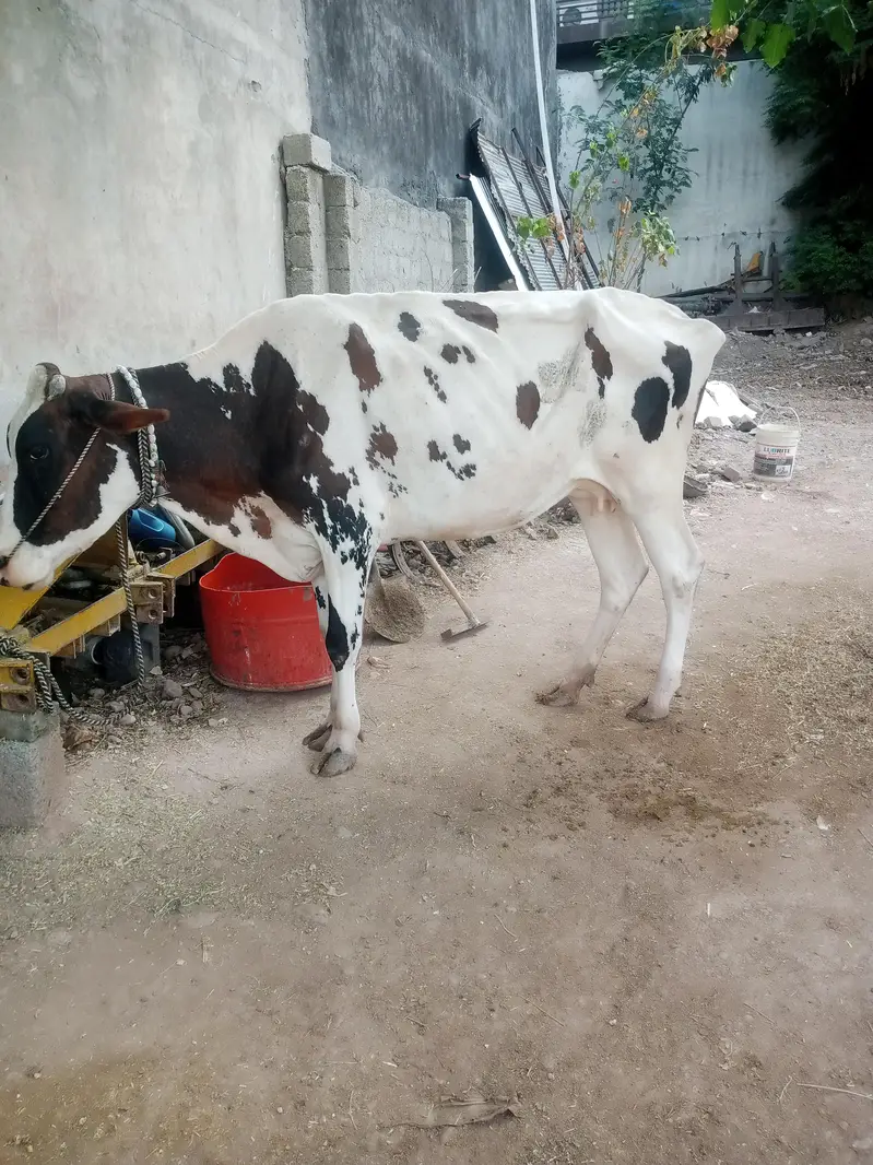 Cow | Gae | گائے |  fresian Cow | Cow for sale — photo 3