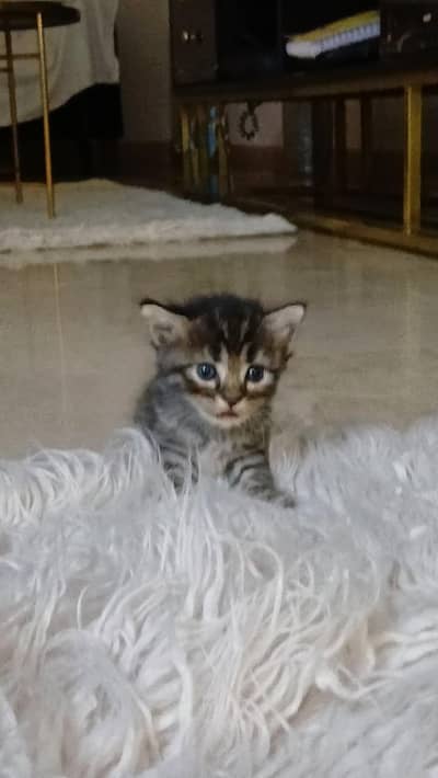Super Active and Playful Kitten for Sale