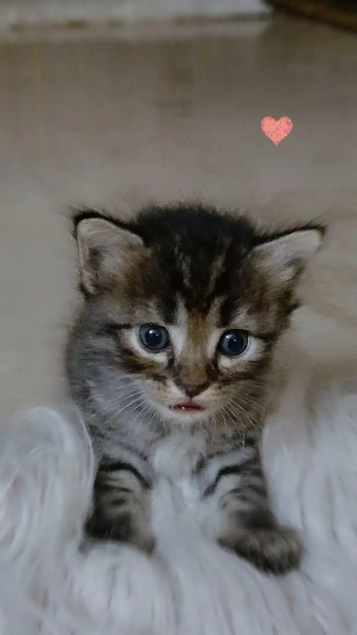 Super Active and Playful Kitten for Sale — photo 2