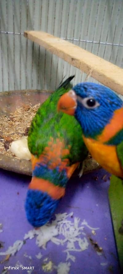 red coler lory