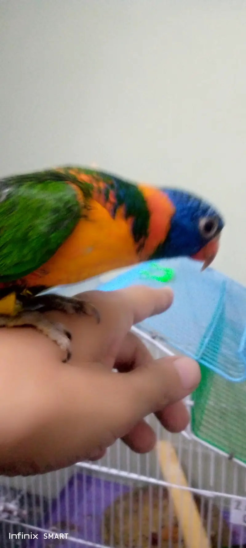 red coler lory — photo 2