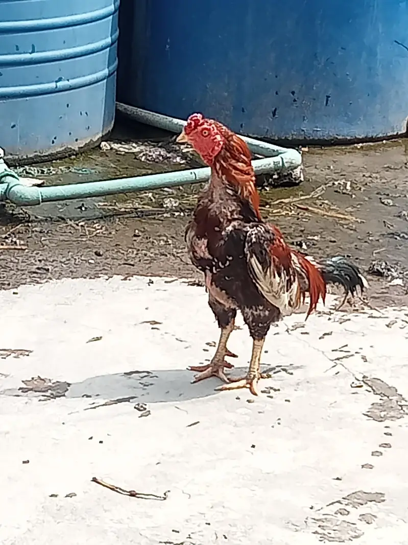 Aseel shamo pair for sale. Murgi or Murga — photo 3