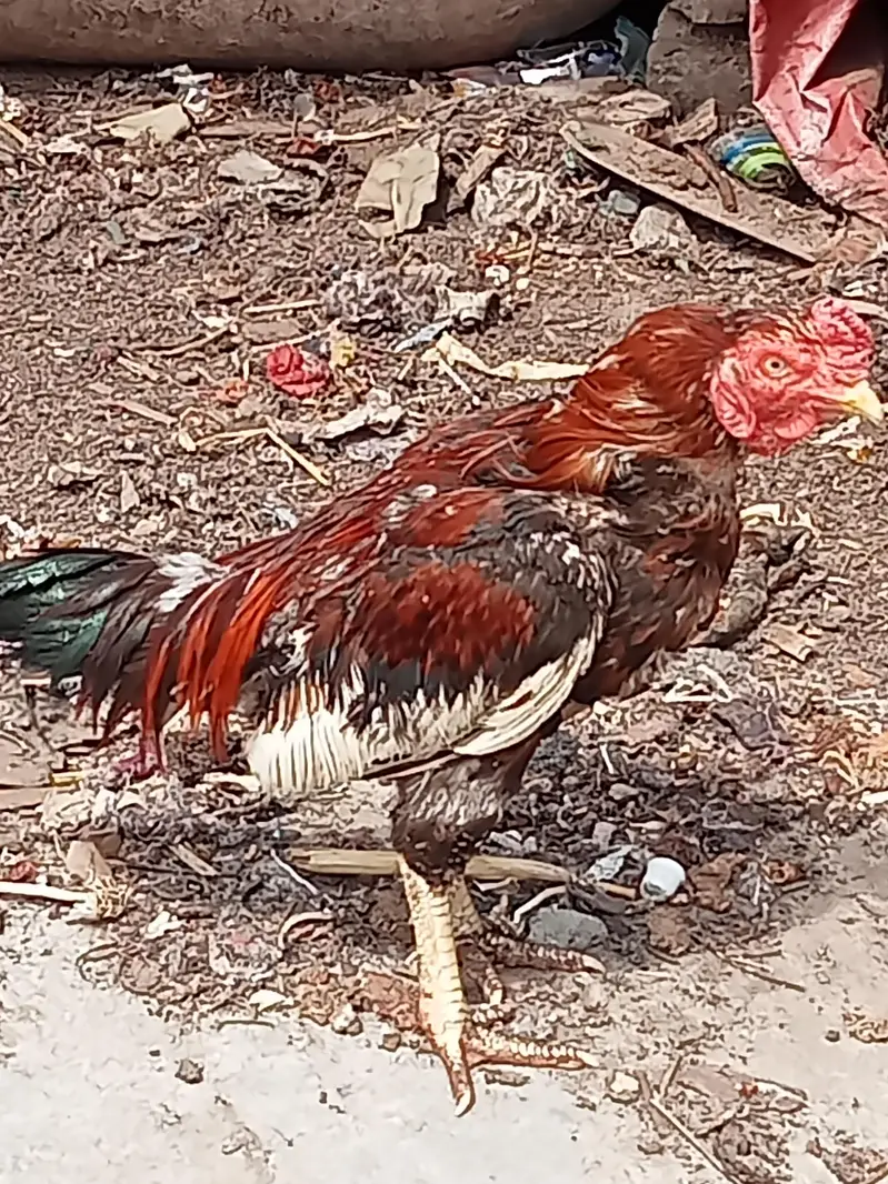 Aseel shamo pair for sale. Murgi or Murga — photo 5
