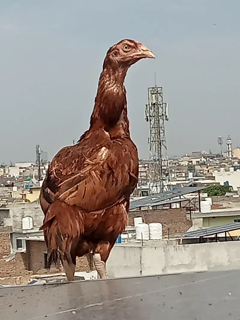 Aseel shamo pair for sale. Murgi or Murga — photo 6
