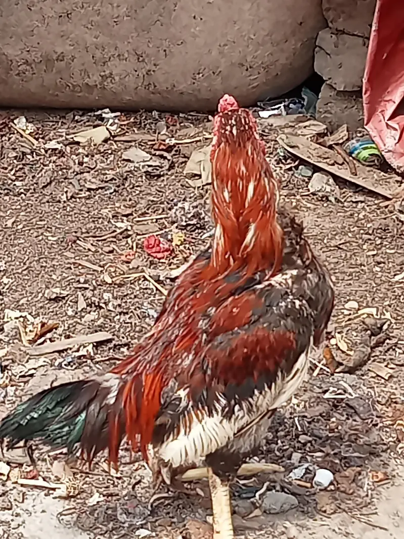 Aseel shamo pair for sale. Murgi or Murga — photo 7