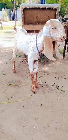beetal  | Bakra| Kajla |goat | 0300-0091606