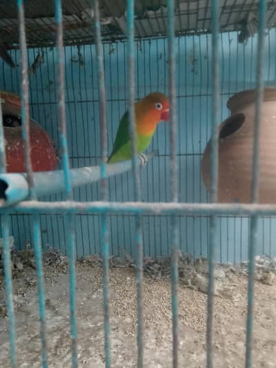 Parrot or cagedono sale Karna ha