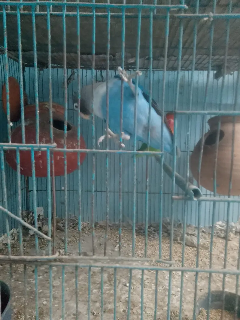 Parrot or cagedono sale Karna ha — photo 2