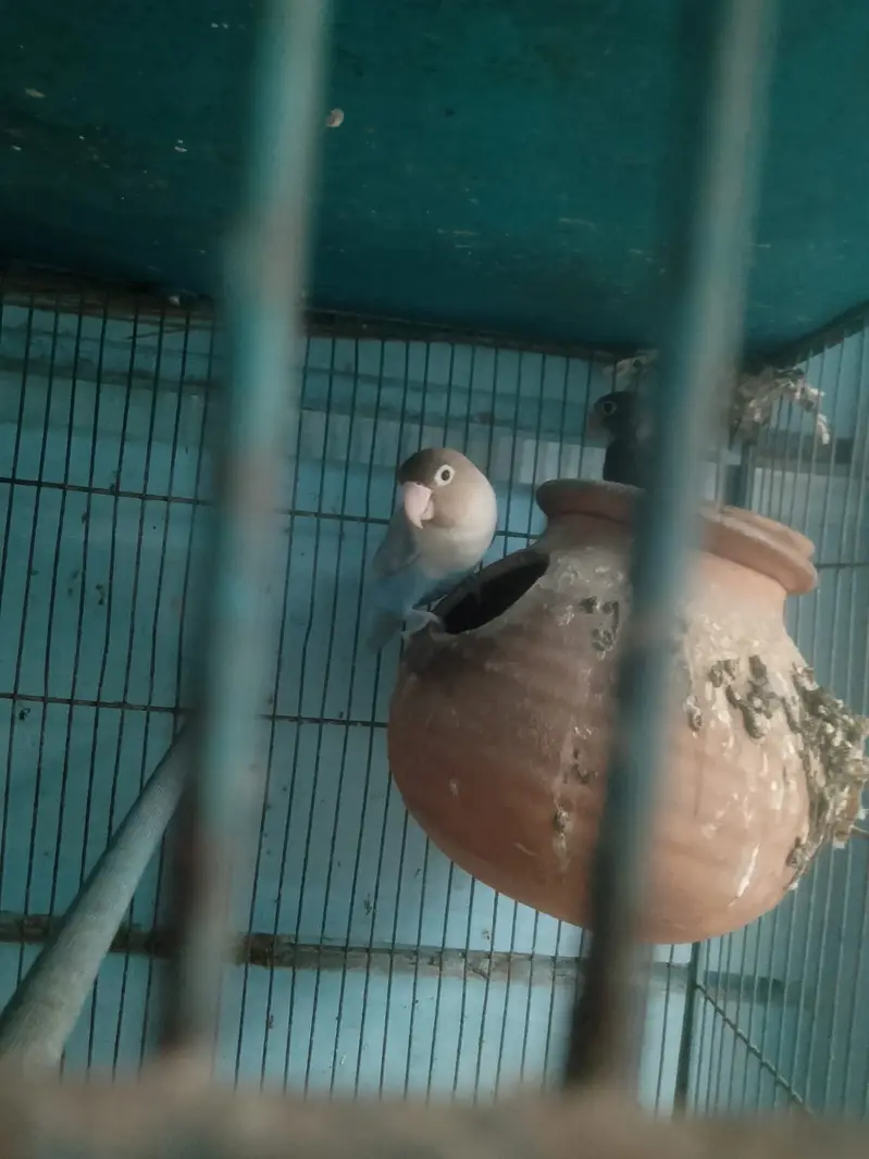 Parrot or cagedono sale Karna ha — photo 4