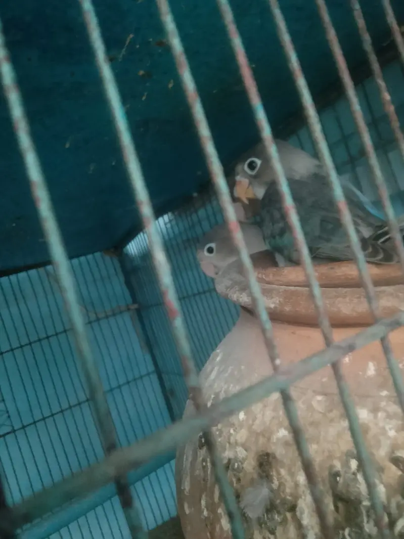 Parrot or cagedono sale Karna ha — photo 5