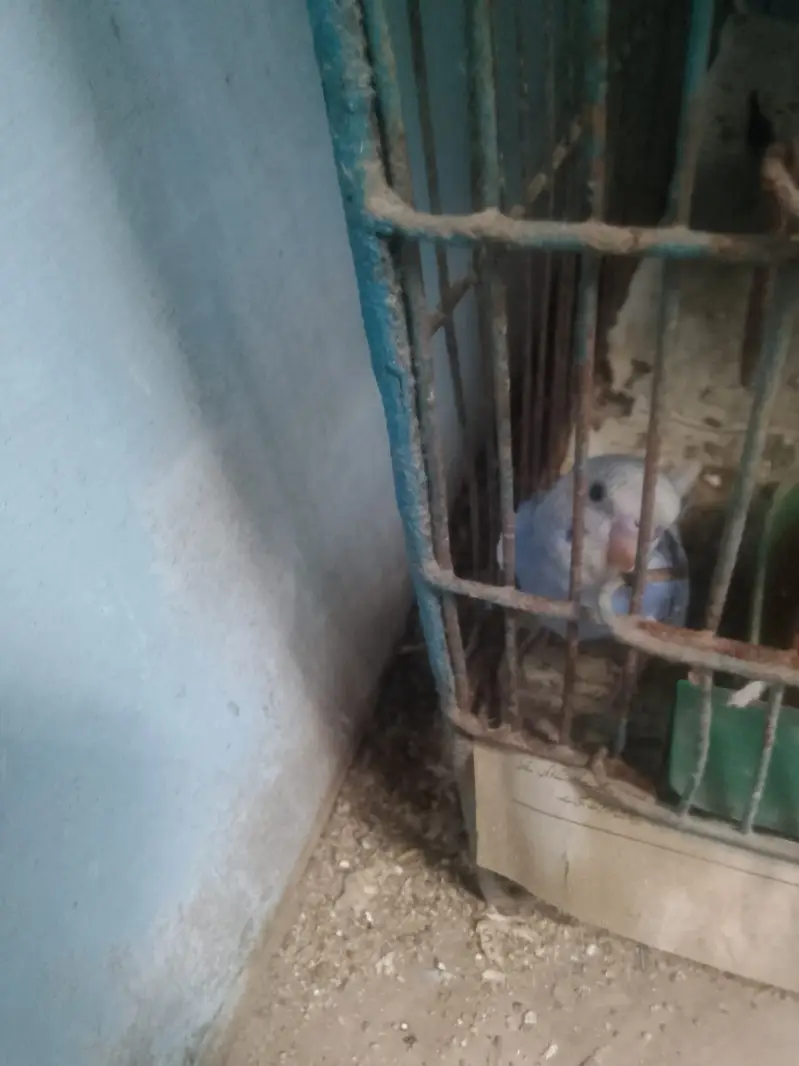 Parrot or cagedono sale Karna ha — photo 6