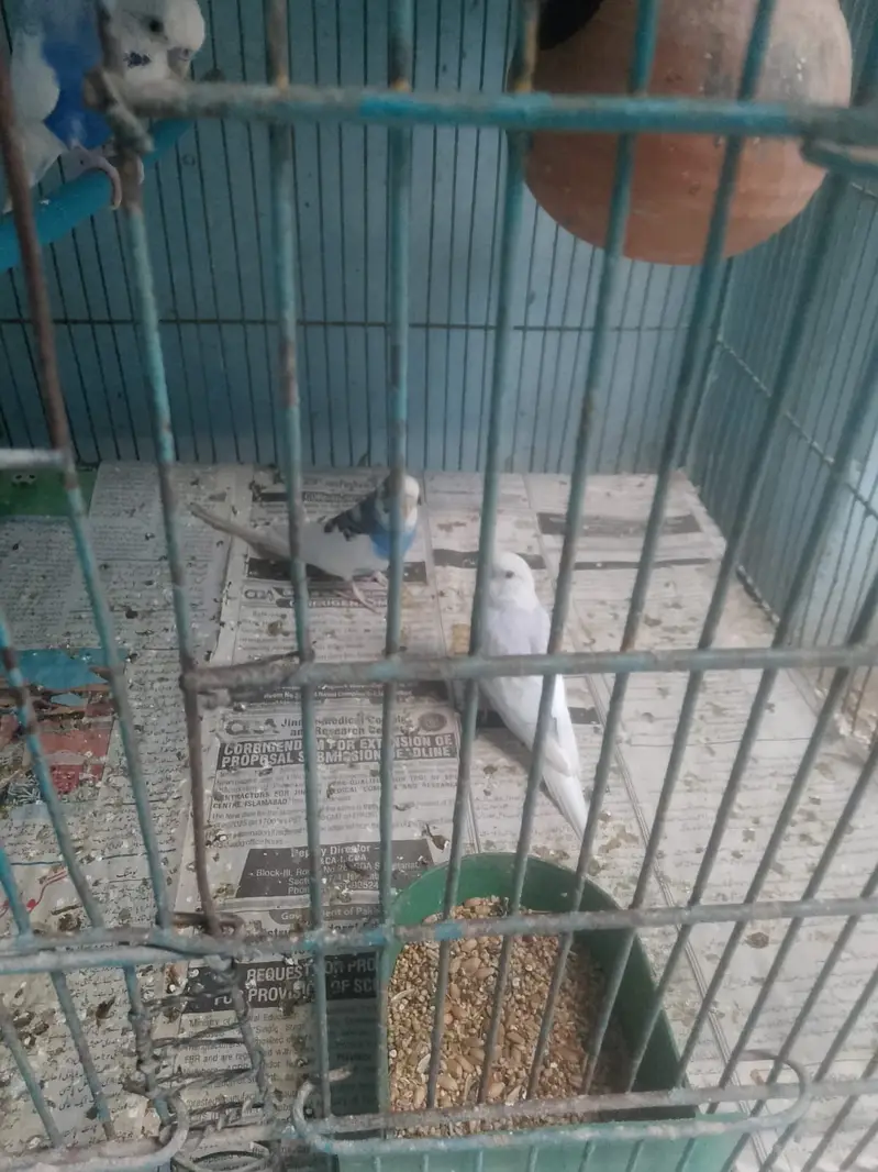 Parrot or cagedono sale Karna ha — photo 7