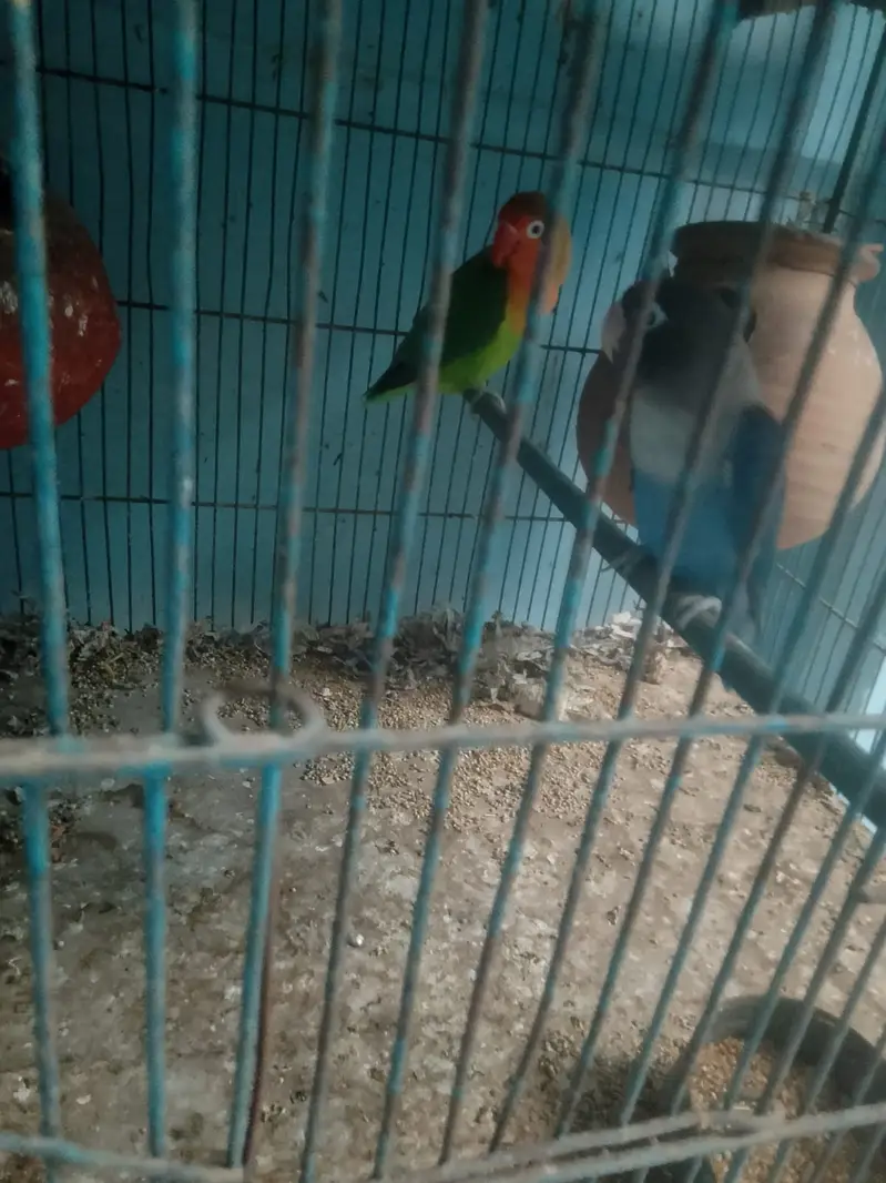 Parrot or cagedono sale Karna ha — photo 8
