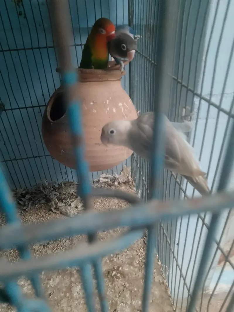 Parrot or cagedono sale Karna ha — photo 9