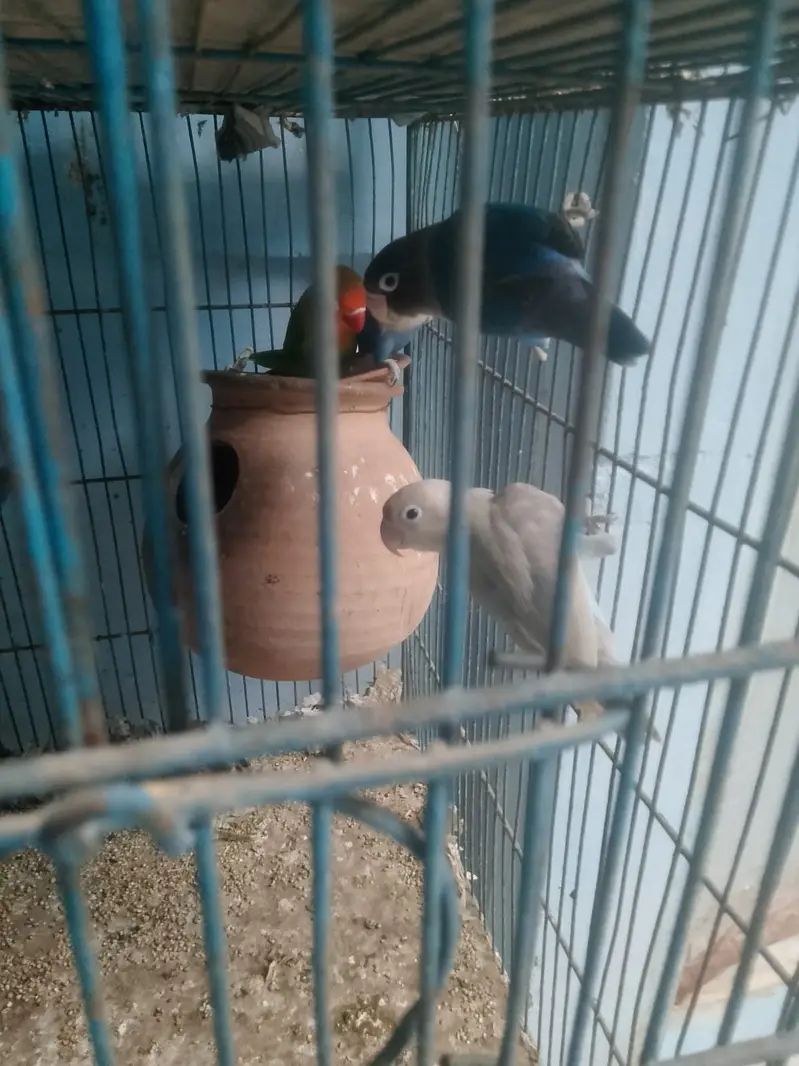 Parrot or cagedono sale Karna ha — photo 10