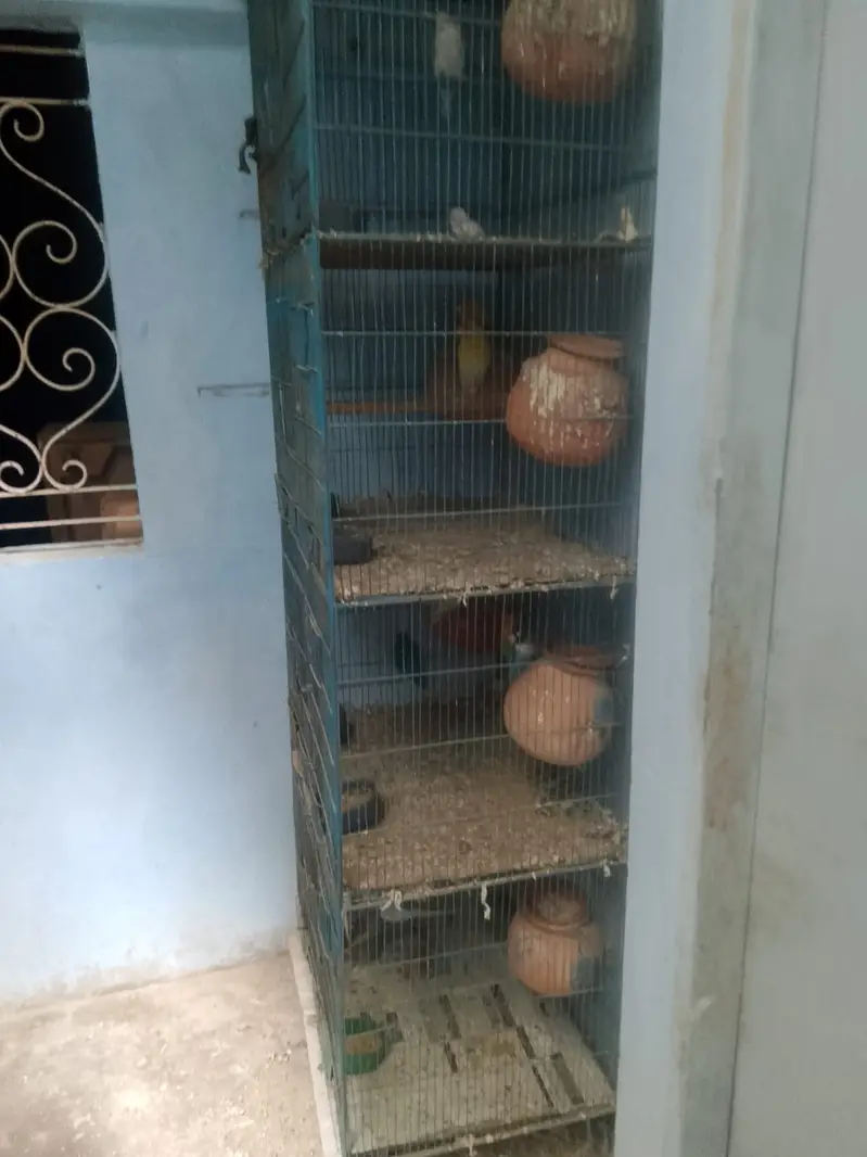 Parrot or cagedono sale Karna ha — photo 11