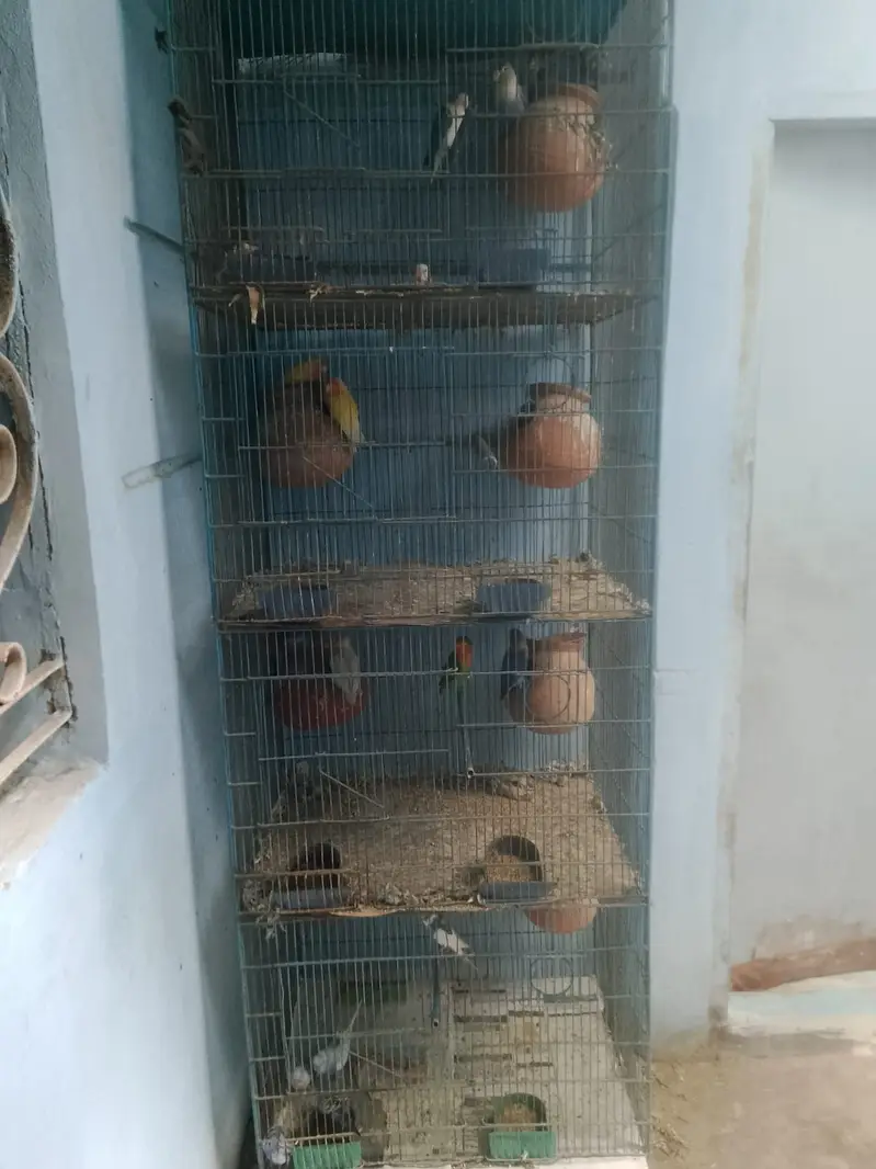 Parrot or cagedono sale Karna ha — photo 12