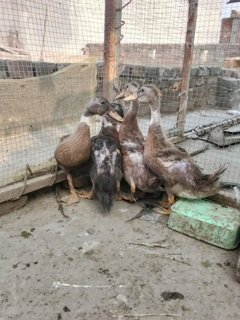 duck baby