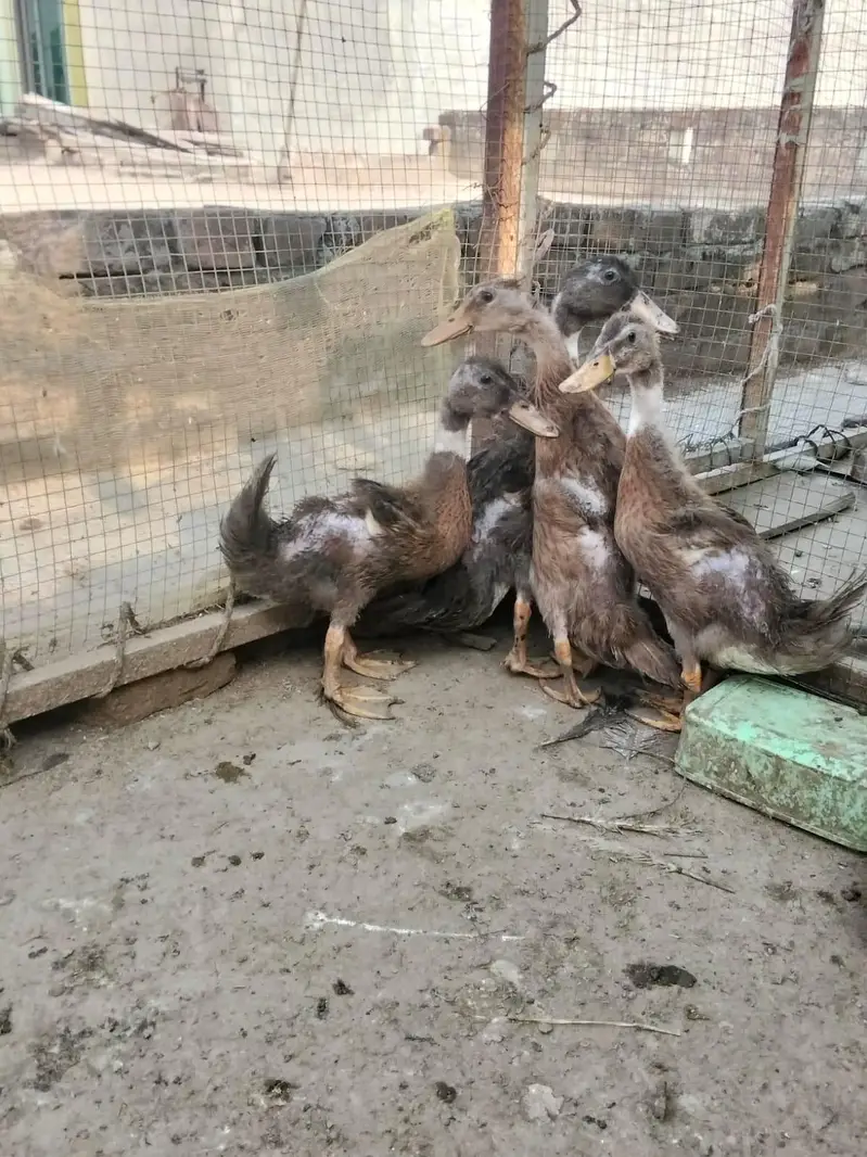 duck baby — photo 2