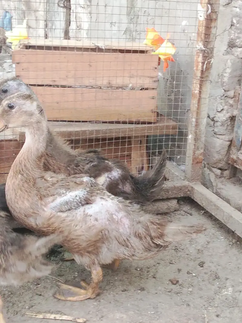 duck baby — photo 3