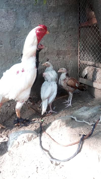 argent sale 1 Hira murgha ak black murghi 3Heera ka bachay