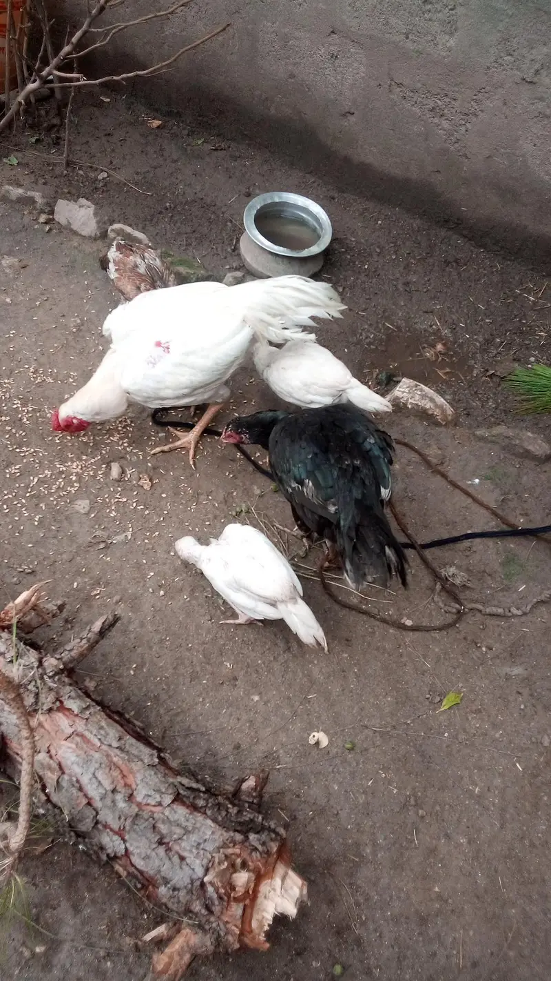 argent sale 1 Hira murgha ak black murghi 3Heera ka bachay — photo 5