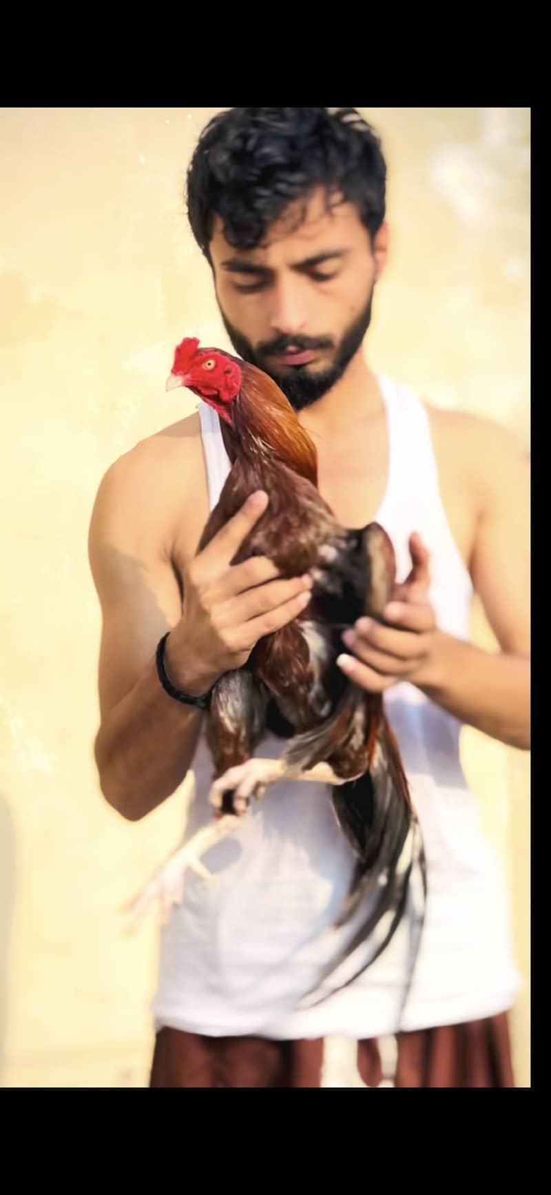 aseel murgha 2