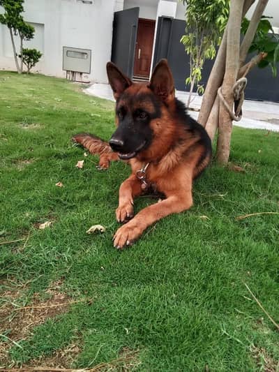 German shepherd Dog for sale