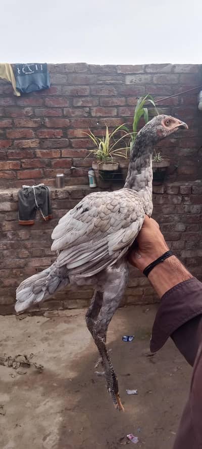 MashaAlha high quality Thai Madi for sale jis ko samj aye wo rabta kar