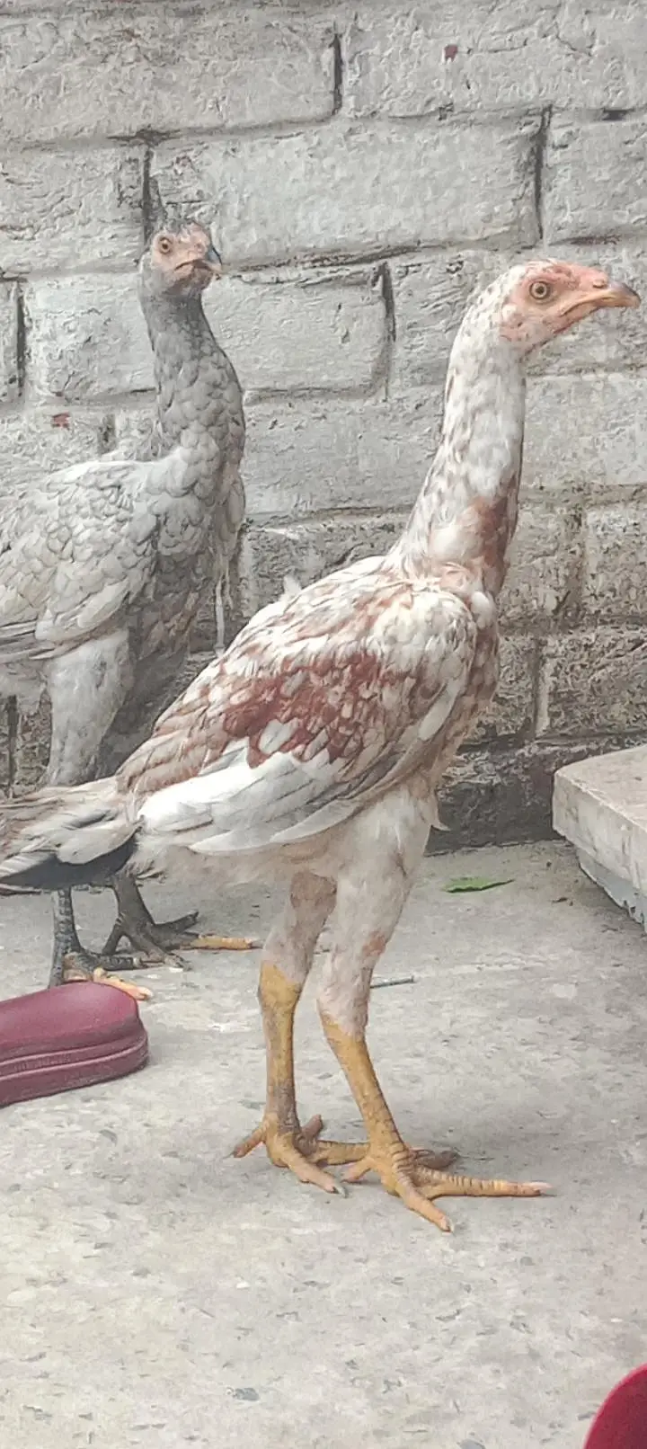 MashaAlha high quality Thai Madi for sale jis ko samj aye wo rabta kar — photo 3