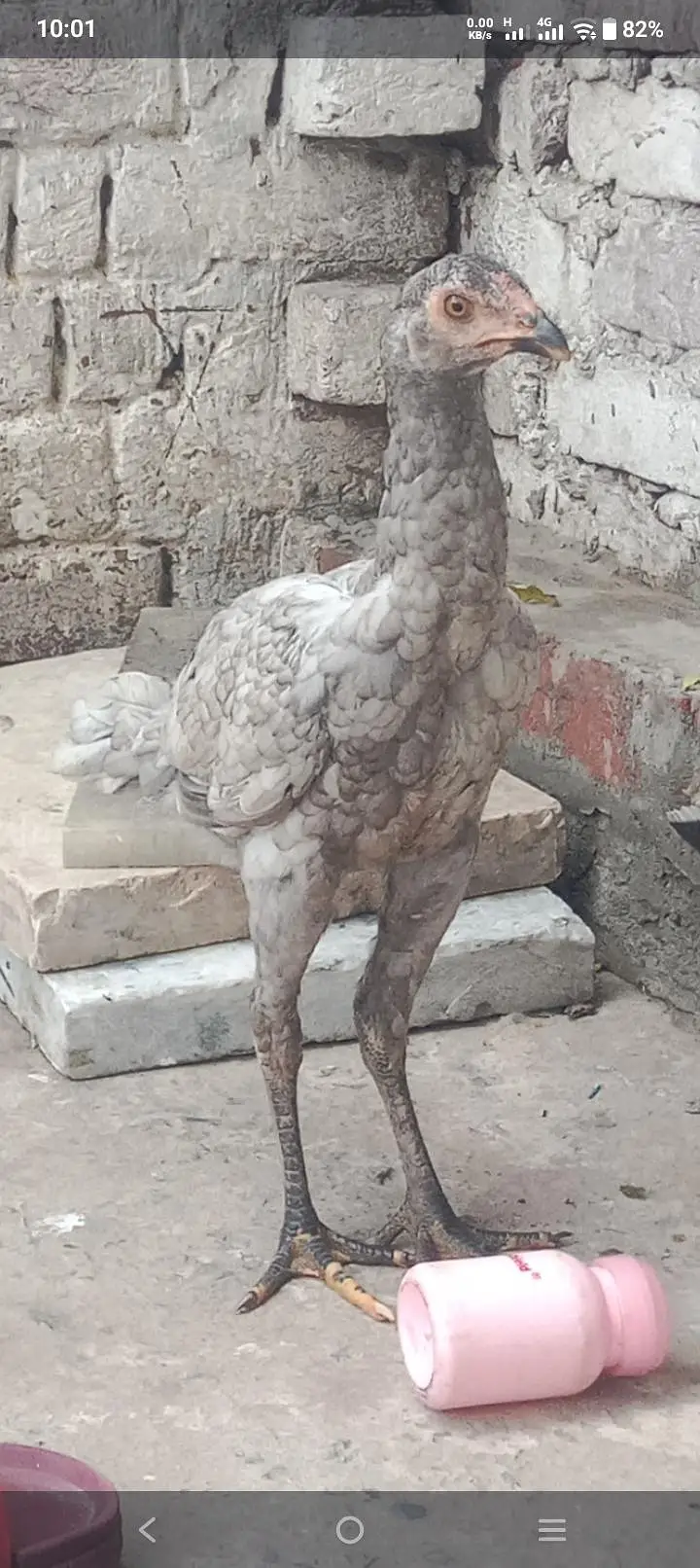 MashaAlha high quality Thai Madi for sale jis ko samj aye wo rabta kar — photo 4
