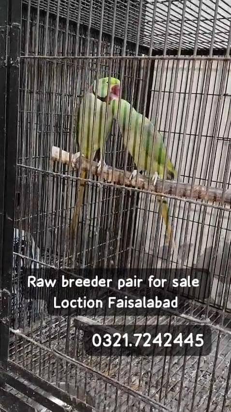 Raw breeder pair 0