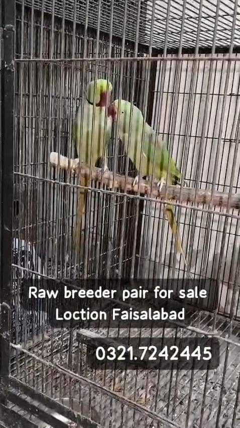 Raw breeder pair 1