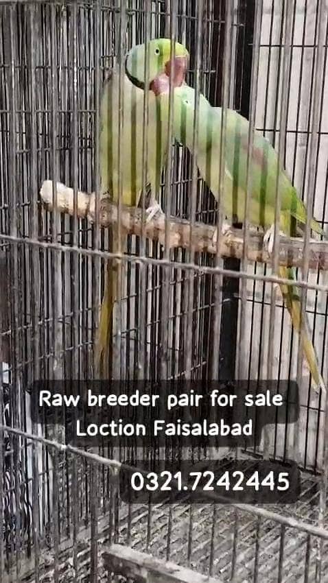 Raw breeder pair 2
