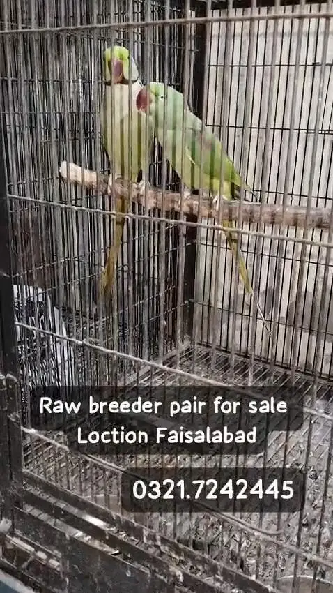 Raw breeder pair — photo 4