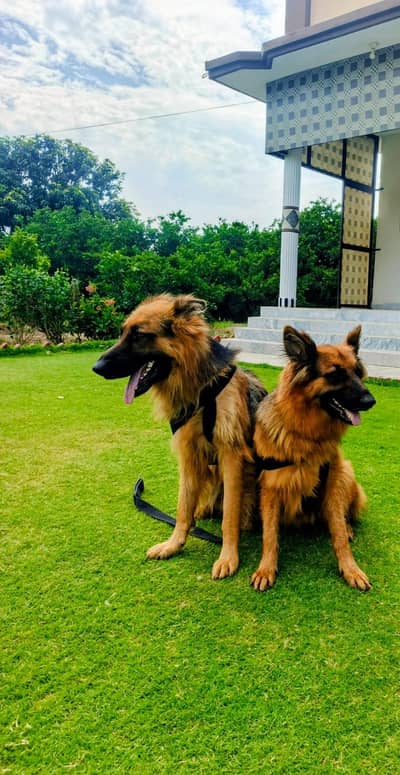 Premium triple coat German Shepherd  Pairs 20 Months Trained