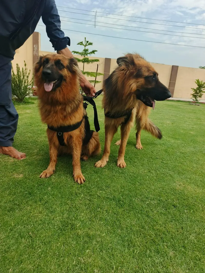 Premium triple coat German Shepherd  Pairs 20 Months Trained — photo 2