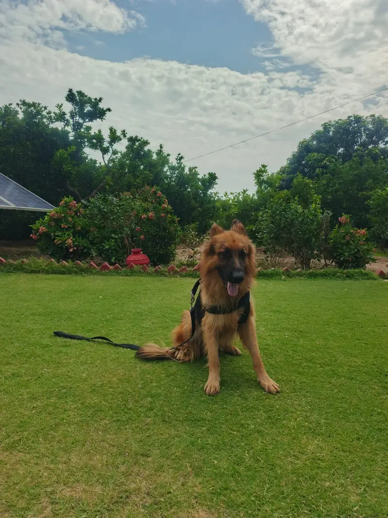 Premium triple coat German Shepherd  Pairs 20 Months Trained — photo 3