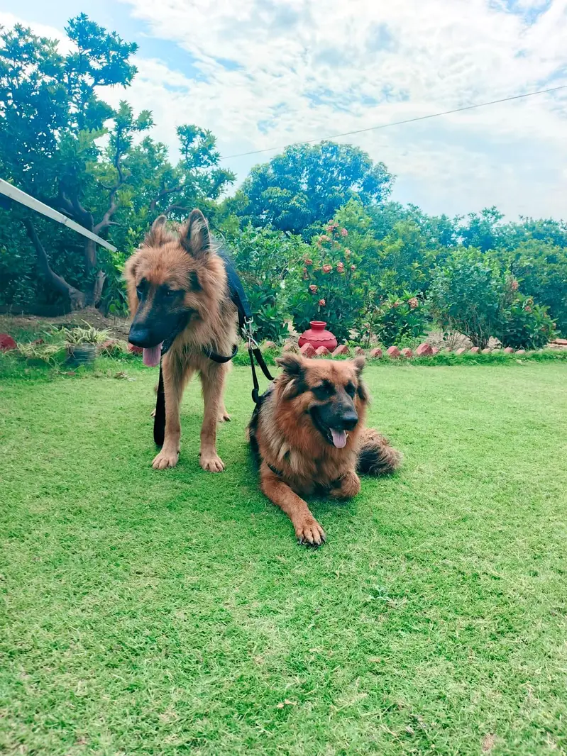Premium triple coat German Shepherd  Pairs 20 Months Trained — photo 4