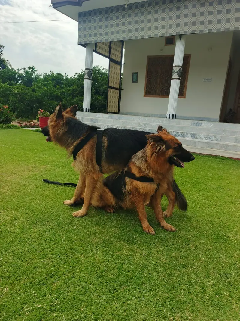 Premium triple coat German Shepherd  Pairs 20 Months Trained — photo 5